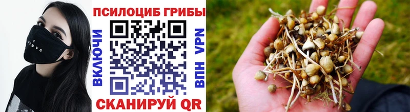 гидра   Знаменск  Псилоцибиновые грибы Cubensis 